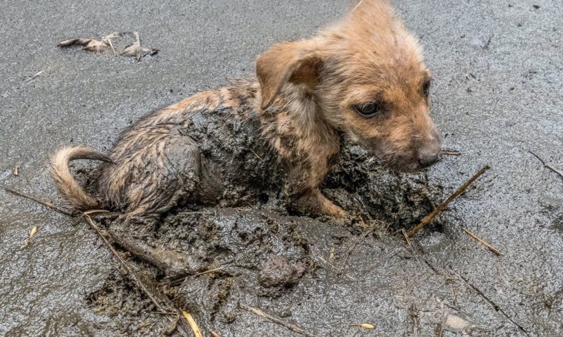 Girl Rescue the Dog stuck in mud give Food and Treatment