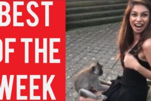 Girl With Curious Monkey Fail and other fails! || Best fails of the week! || December 2018!