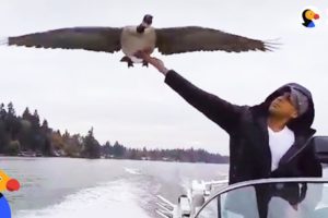 Goose Visits Man Who Rescued Her Every Day | The Dodo