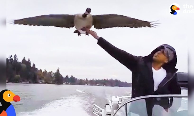 Goose Visits Man Who Rescued Her Every Day | The Dodo