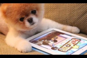 HILARIOUS Animals PLAYING On iPads and Smartphones - FUNNY Pet Videos Vines Compilation 2017