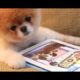 HILARIOUS Animals PLAYING On iPads and Smartphones - FUNNY Pet Videos Vines Compilation 2017