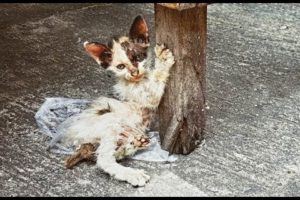 Heartbreaking Video; Injured Homeless Kitten Rescued! #2019