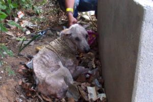 Hiding to die, rescue of sad and suffering old dog