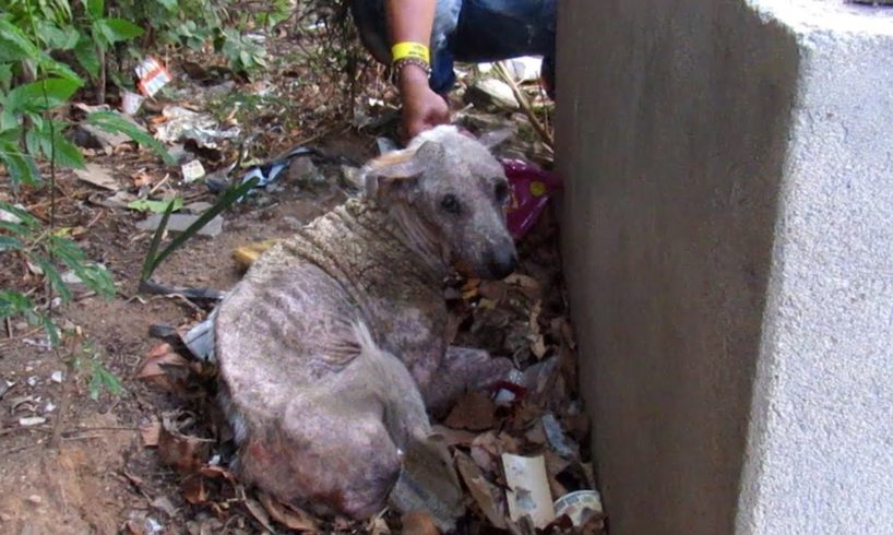 Hiding to die, rescue of sad and suffering old dog