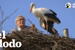 Hombre hace lo que sea por su cigüeña rescatada