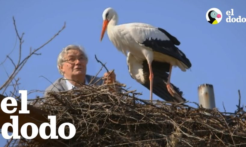 Hombre hace lo que sea por su cigüeña rescatada