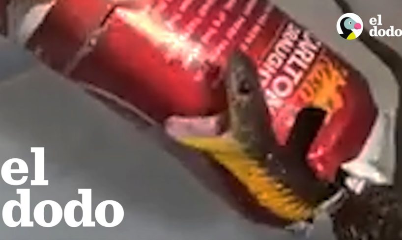 Hombre rescata a una serpiente venenosa atrapada en una lata