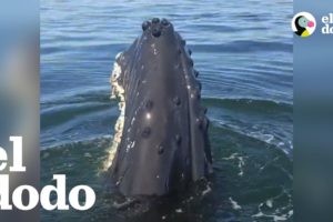 Hombre se vuelve loco cuando vio una ballena de cerca por primera vez
