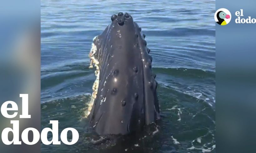 Hombre se vuelve loco cuando vio una ballena de cerca por primera vez