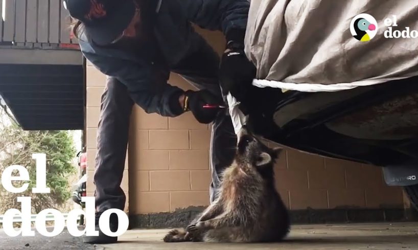 Hombres salvan a un mapache atrapado en un toldo