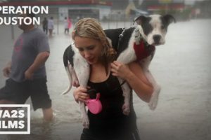 Houston SPCA Accused Of Killing Dogs After Hurricane Harvey - Hope For Dogs | My DoDo