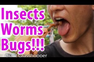 How to Eat Insects, Worms, and Bugs!!!