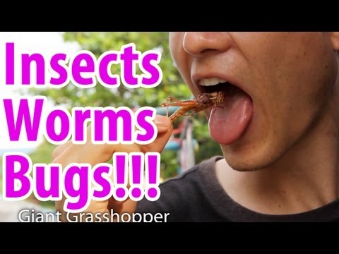 How to Eat Insects, Worms, and Bugs!!!