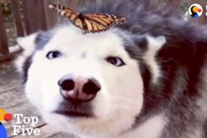 Husky Dog Reacts to Butterfly Landing on Her + Cute Animal Videos | The Dodo Top 5