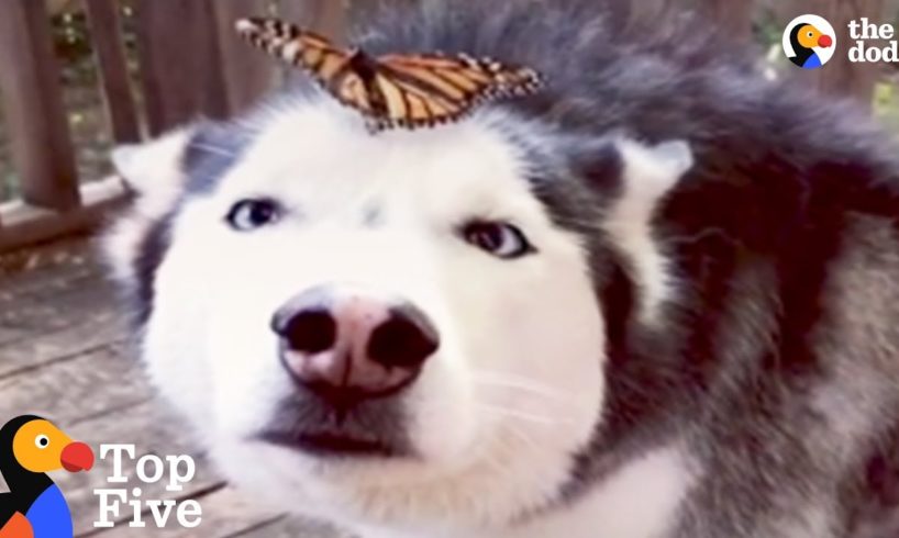Husky Dog Reacts to Butterfly Landing on Her + Cute Animal Videos | The Dodo Top 5