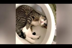 I SWEAR you will CRY WITH LAUGHTER! - Ultra FUNNY PETS & ANIMALS