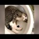 I SWEAR you will CRY WITH LAUGHTER! - Ultra FUNNY PETS & ANIMALS