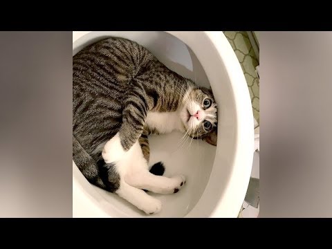 I SWEAR you will CRY WITH LAUGHTER! - Ultra FUNNY PETS & ANIMALS