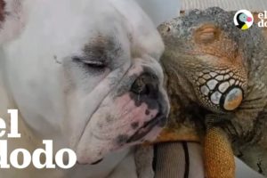 Iguana AMA a este perro