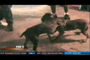 Illegal Animal Fights rising in LA, cock & Pit Bull fighting.  ;(