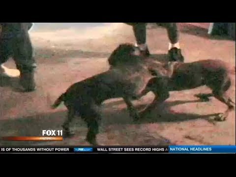 Illegal Animal Fights rising in LA, cock & Pit Bull fighting.  ;(
