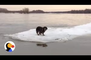 Incredible Dog Rescue: Dog Stranded on Ice Saved by Heroes | The Dodo