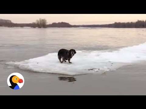 Incredible Dog Rescue: Dog Stranded on Ice Saved by Heroes | The Dodo