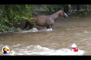 Incredible Hurricane Harvey Horse Rescue | The Dodo