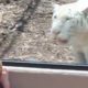 Kids Playing With Wild Animals at Zoo | Funny Moments