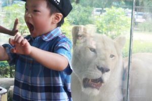 Kids play with Lion at the Zoo: Elephant swimming and cute animals