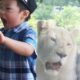Kids play with Lion at the Zoo: Elephant swimming and cute animals
