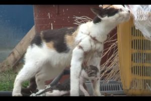 Kitten Dangles From Fishing Net On Mother's Neck | Animal In Crisis EP31