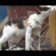 Kitten Dangles From Fishing Net On Mother's Neck | Animal In Crisis EP31