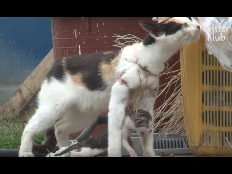 Kitten Dangles From Fishing Net On Mother's Neck | Animal In Crisis EP31