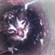 Kitten Meowing For Help From 40 Feet Down A Skinny Pipe | The Dodo