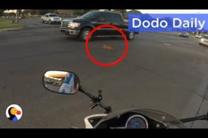 Kitten Stuck In Traffic Rescued by Woman on Motorcycle: Best Animal Videos | The Dodo Daily