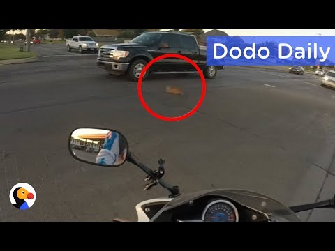 Kitten Stuck In Traffic Rescued by Woman on Motorcycle: Best Animal Videos | The Dodo Daily