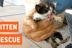 Kittens Rescued From Water Pipes | Animal Rescue