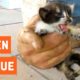Kittens Rescued From Water Pipes | Animal Rescue