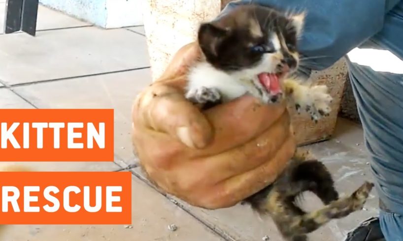 Kittens Rescued From Water Pipes | Animal Rescue