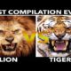 LION vs TIGER (Best Compilation 2019 #1)