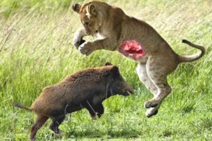 [LIVE] Incredible Big Cats Hunting Skills including Lions Cheetah Tiger Jaguar Leopard