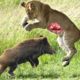 [LIVE] Incredible Big Cats Hunting Skills including Lions Cheetah Tiger Jaguar Leopard