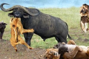 [LIVE] Ulitimate Fight To Survival Of Animals | Crazy Battle of Lion, Buffalo, Tiger, Leopard
