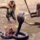 LIVE: Wild Animals Ultimate Fights 2018! Amazing Monkey Rescue Baby Monkey From Snake Hunting