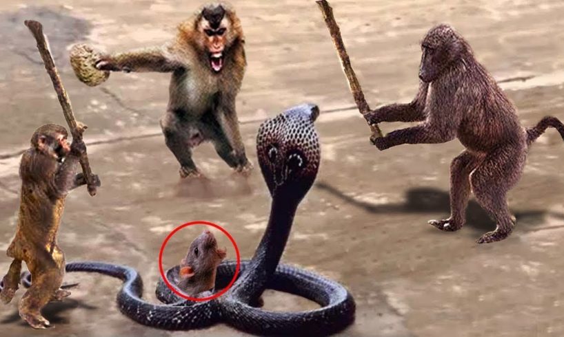 LIVE: Wild Animals Ultimate Fights 2018! Amazing Monkey Rescue Baby Monkey From Snake Hunting