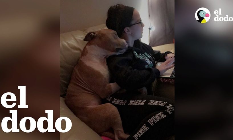 La foto de adopción de este perrito se volvió viral