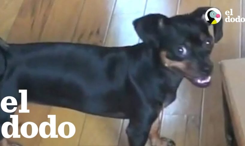 La perrita más inteligente del mundo
