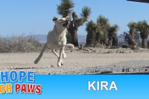 Labrador Retriever abandoned in the desert and was too scared to let us help her.